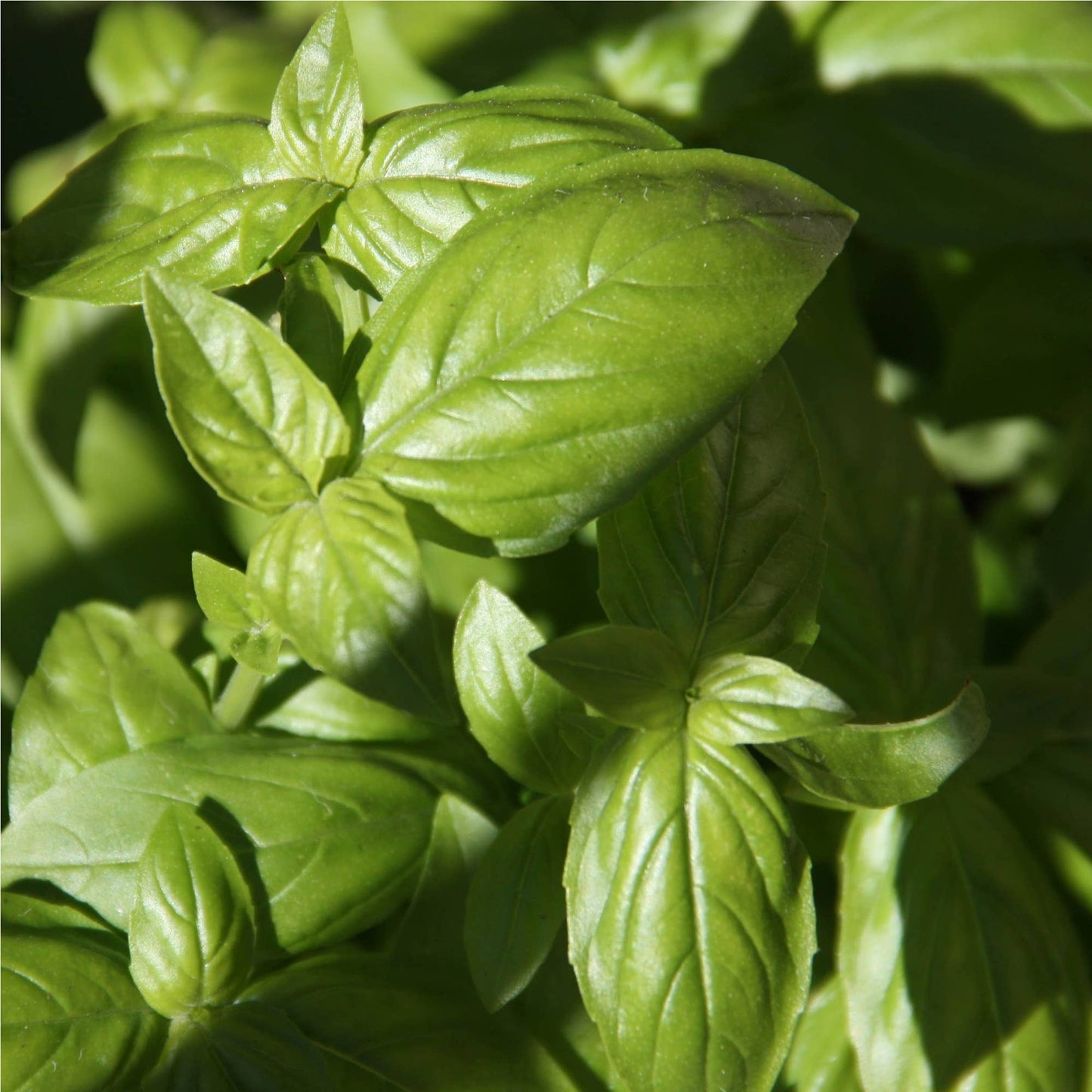 Pesto Cipriani Bio