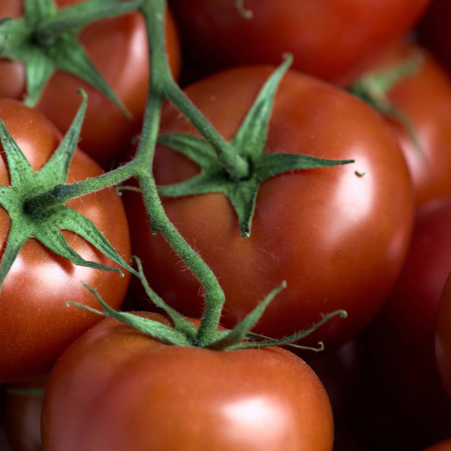 Sauce Tomate Biologique Cipriani « Sansovina »
